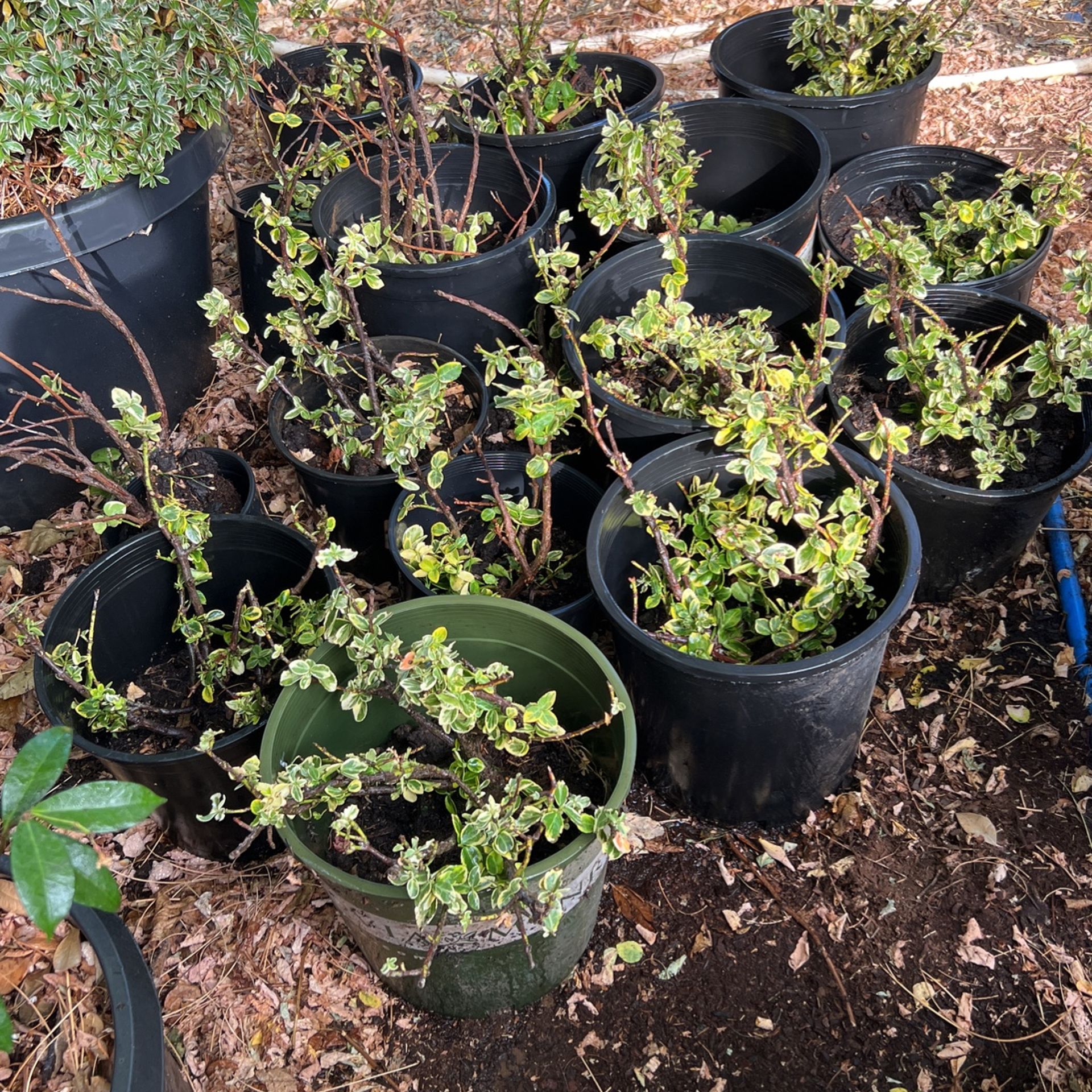 Plants For Sale