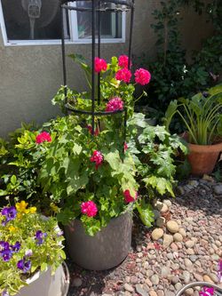 I will not respond. If you want them, come soon. 6/30 Cuttings- Geranium Cuttings