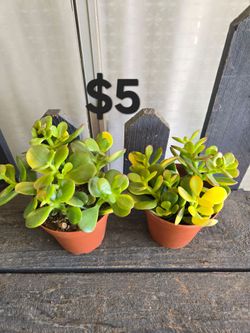 Jade variegado