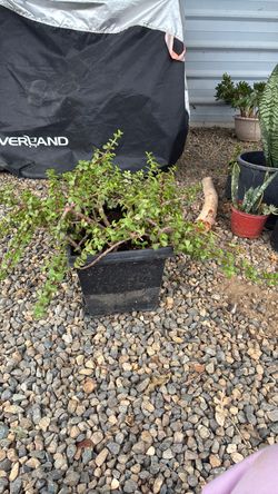 Portulacaria Agra