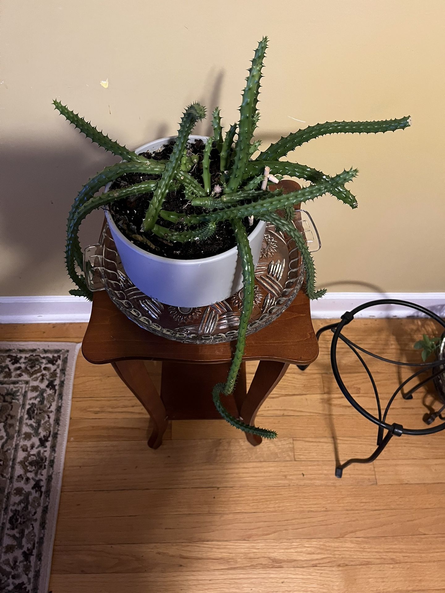 🐲Red Dragon Plant🐲