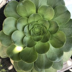Giant Succulent