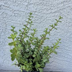 Live Plant 
