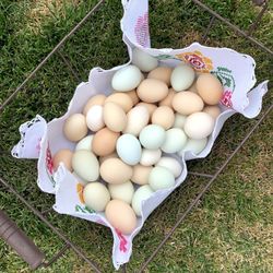 Free Range