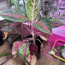 Beautiful Large Chinese Pink Evergreen Plant 
