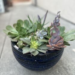 Succulents Gift 🎁 