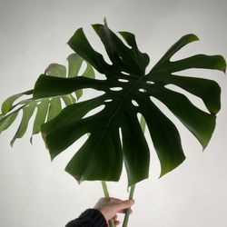 Rooted Monstera Cutting 