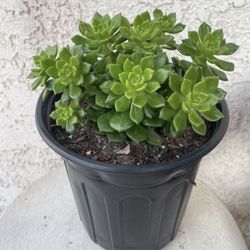 1 Gallon Pot Rare Succulent Plant - Sedeveria Rolly Letizia - Rooted & Established - Drought Resistant - 🪴