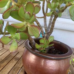 Bronze Colored Ceramic Plant Pot