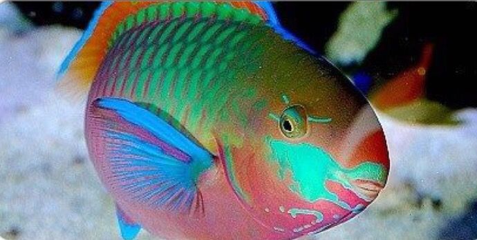 Quoyi Parrotfish (Reef Safe)