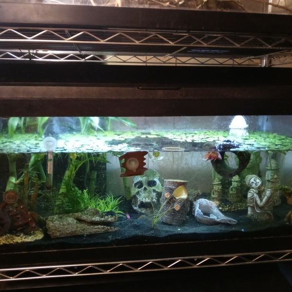 20 Gallon Long Aquarium for Sale in Kissimmee, FL OfferUp