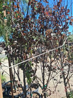 Flowering plum