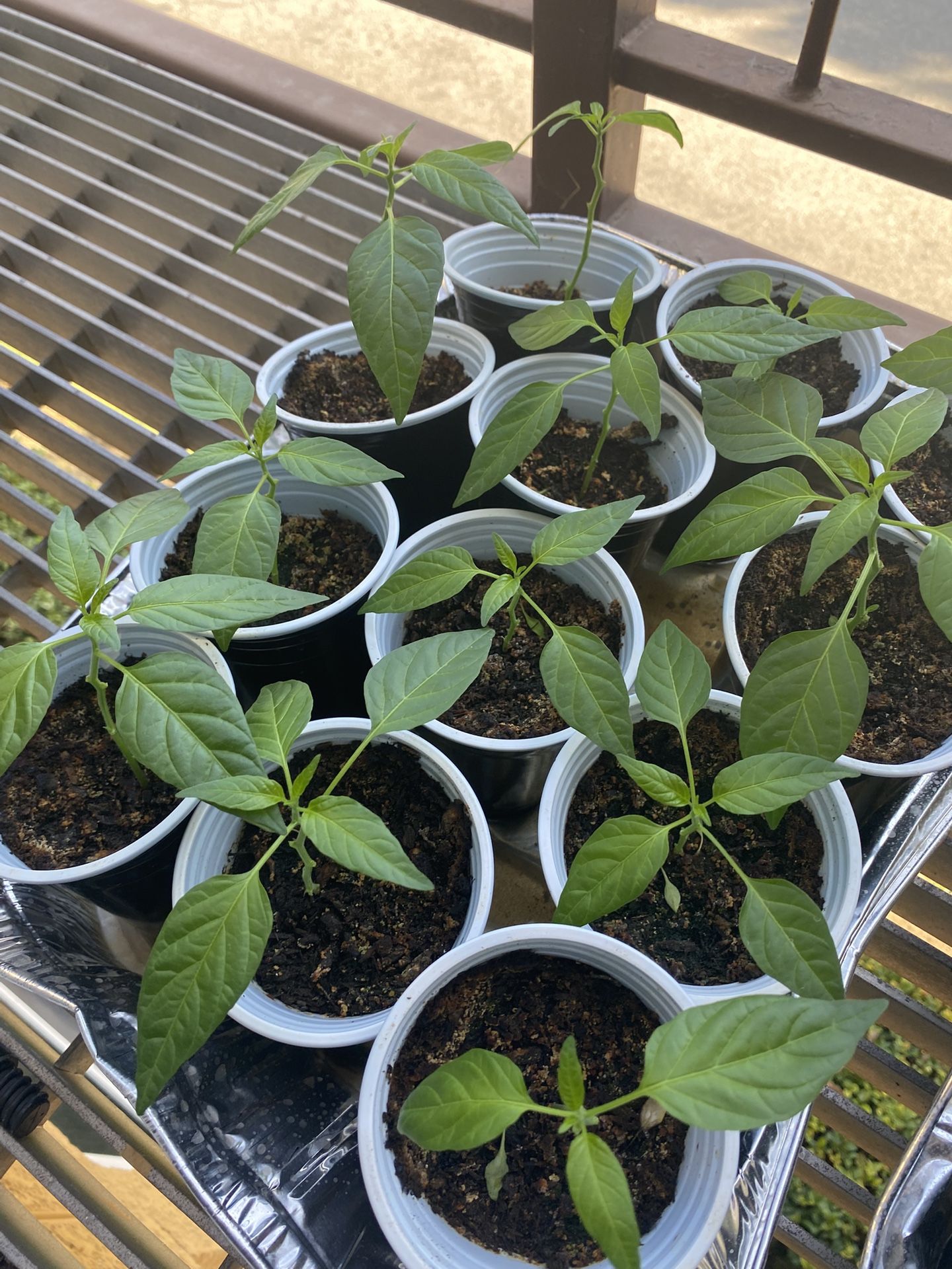 chiltipin Plant