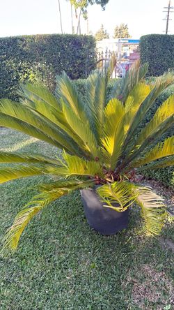 Palm Plant