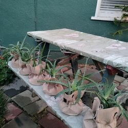 Aloe Vera Plants and Cactus $20 EACH
