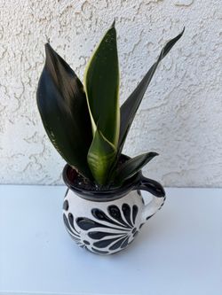 Sansevieria Fabi