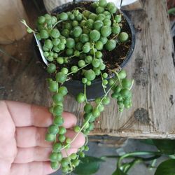 String Of Pearls