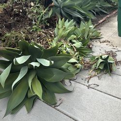 Free Agave plants!