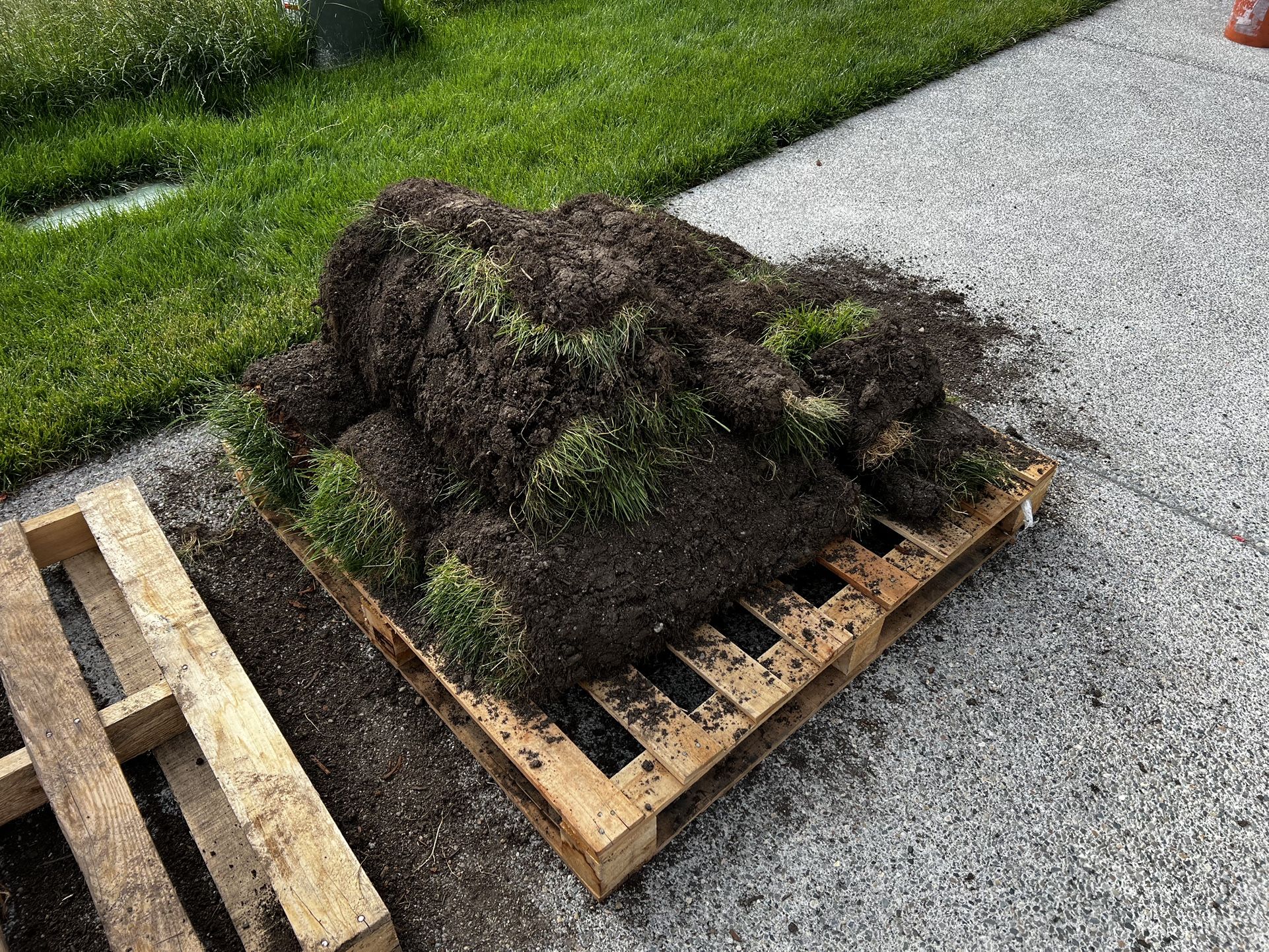 Fresh Sod