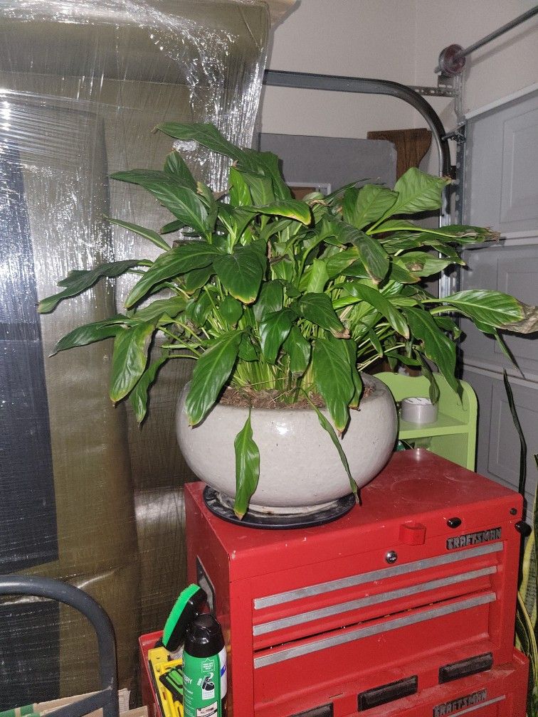 Large Houseplant In Ceramic Pot