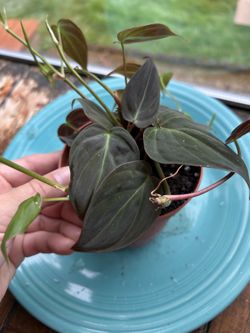 House plant - philo mican