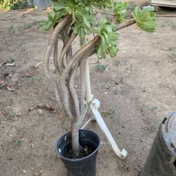 Succulent 30” Tall