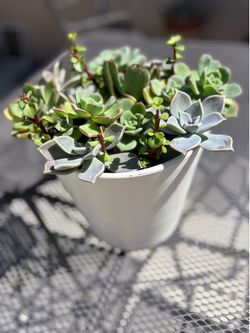 Cactus plant