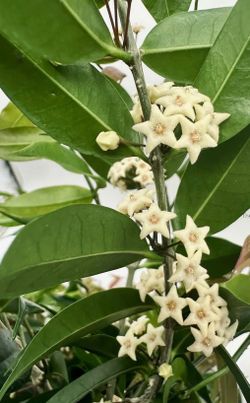 Rooted Hoya Medusa ( first pic is example of the flower)