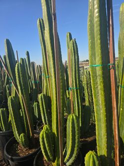 San Pedro Cactus  sale