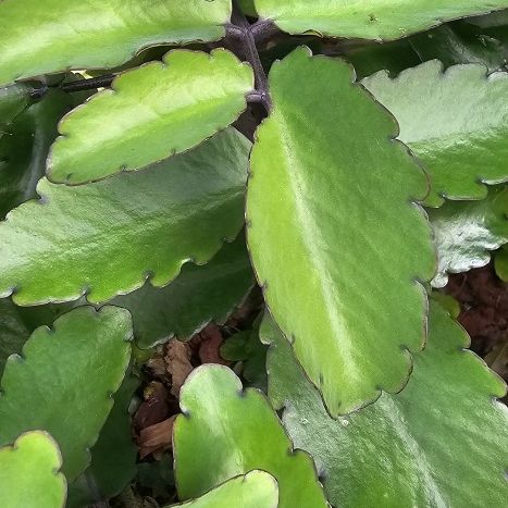 LEAF OF LIFE PLANT