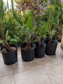 Palm trees for sale
