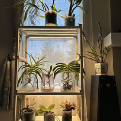 Plant shelf With Grow light