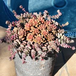 Beautiful succulents in unique pot wood