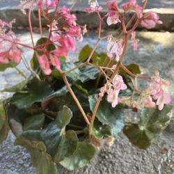 Beefsteak Begonias 