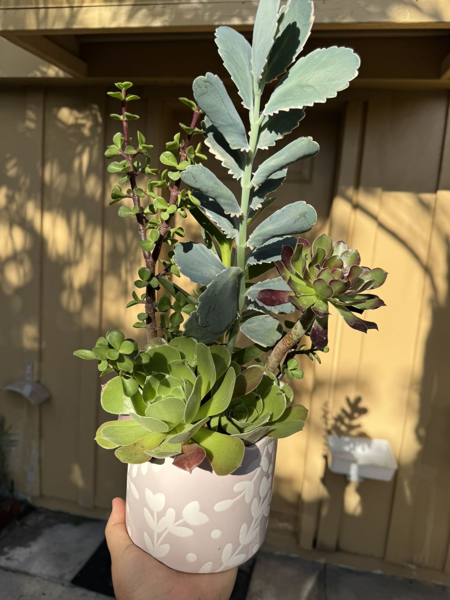 Beautiful Succulent
