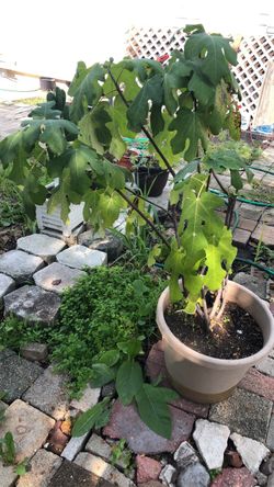 Fig plant