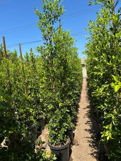 Ficus Nitida Indian Laurel hedge 8’-9’ tall