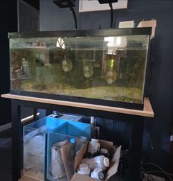 Saltwater aquarium