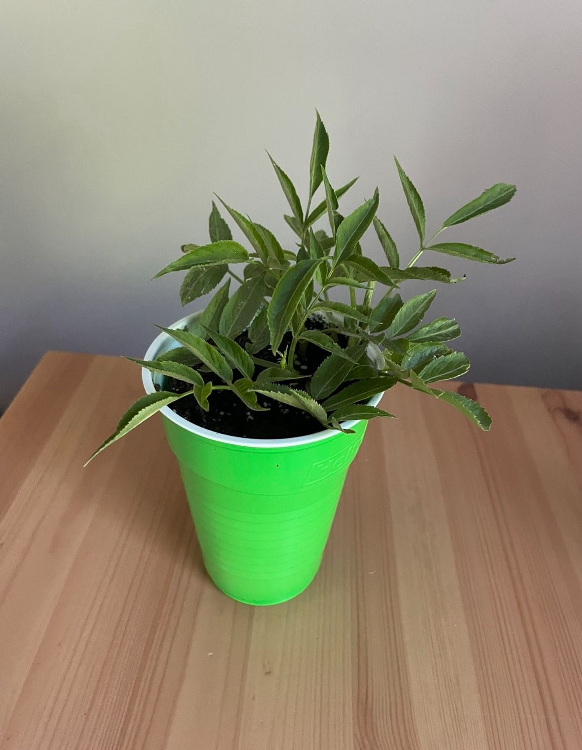 Elderberry Plants - Multiple Available
