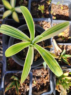Agave Attenuata Tricolor 1g Rare