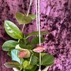 Bio Bloom Nurseries 