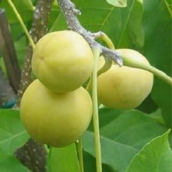 Sapote   Tree