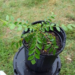 Indian Curry leaf plant