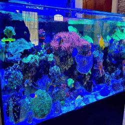 fast force Top-Grade Aquarium Setup - Premium Quality Standard