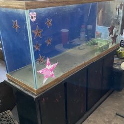 Fish Tank 