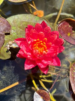 Wanvisa Water Lily
