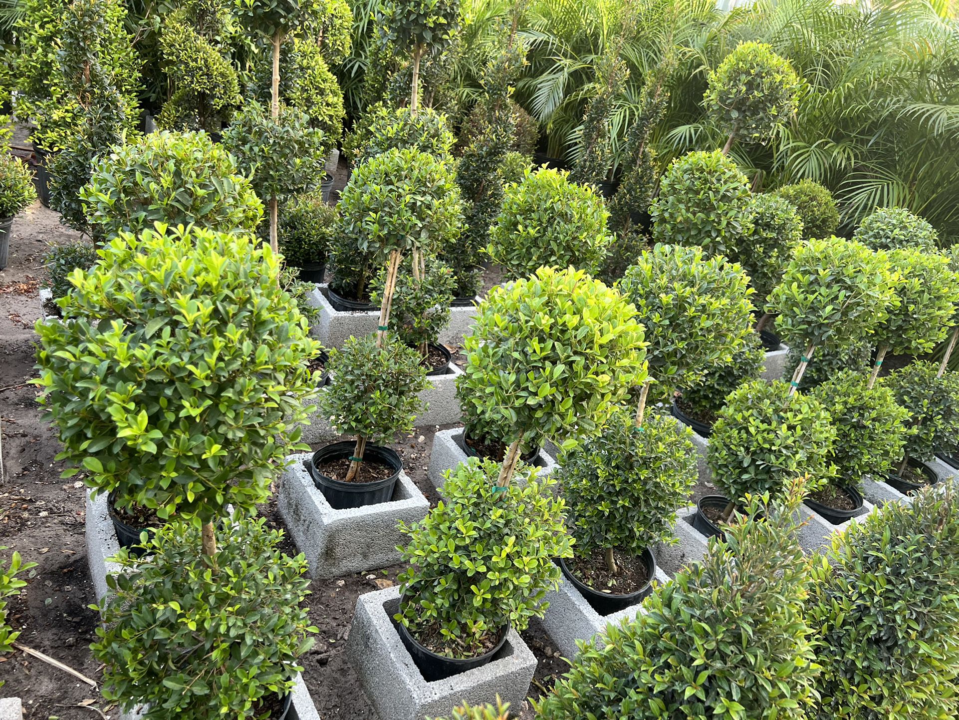 HOME PLANTS- SPECIAL PRICE DOUBLE BALL TOPIARY 3 GL  