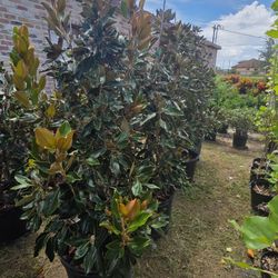 Magnolias Tree 15gallones 5ft A 6ft Tall Little Gem