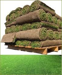 Premium Natural Grass Carpet (Real Turf) – Fresh, Lush & High Quality