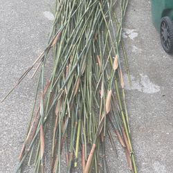 Bamboo Stakes for Plants